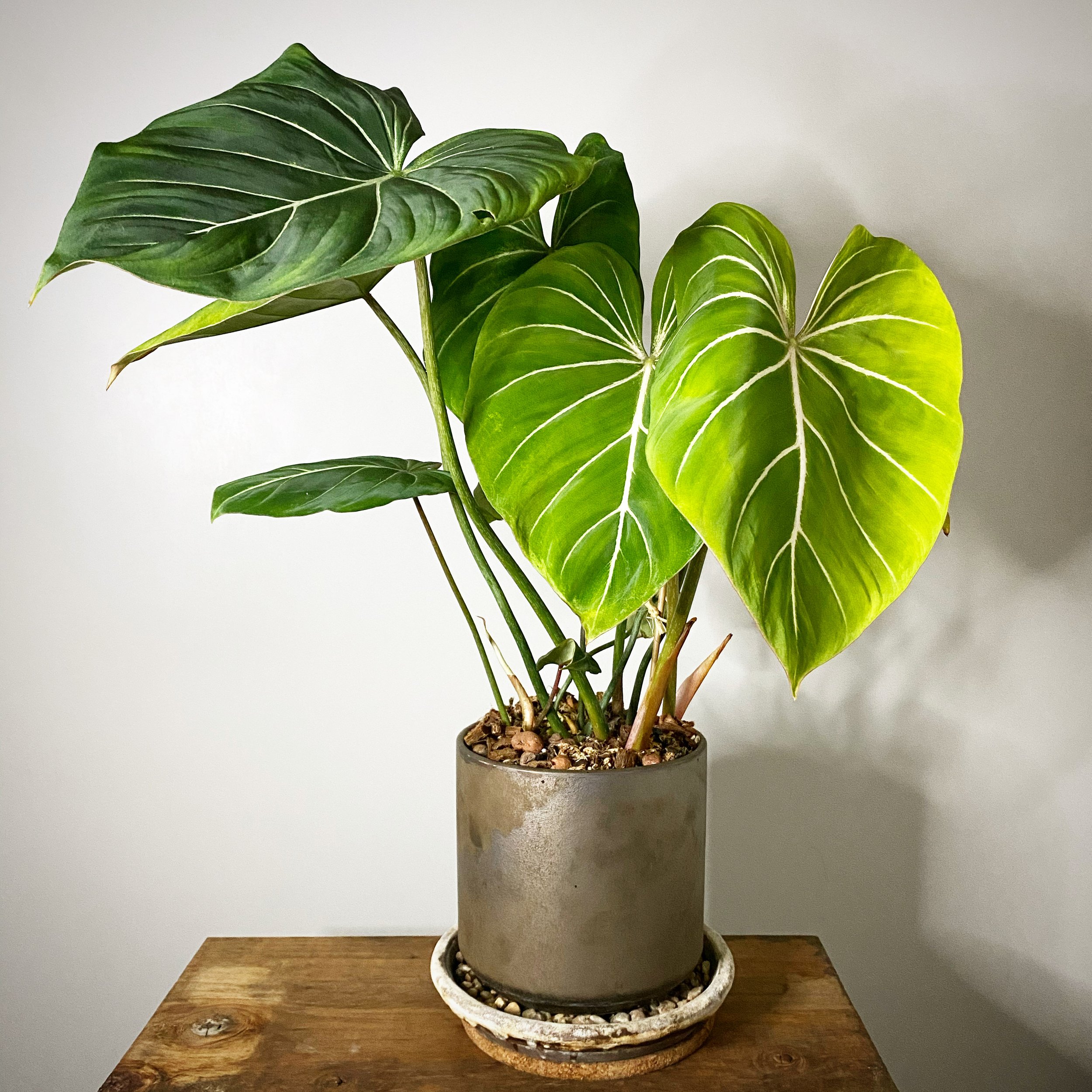 Philodendron gloriosum_05.jpg