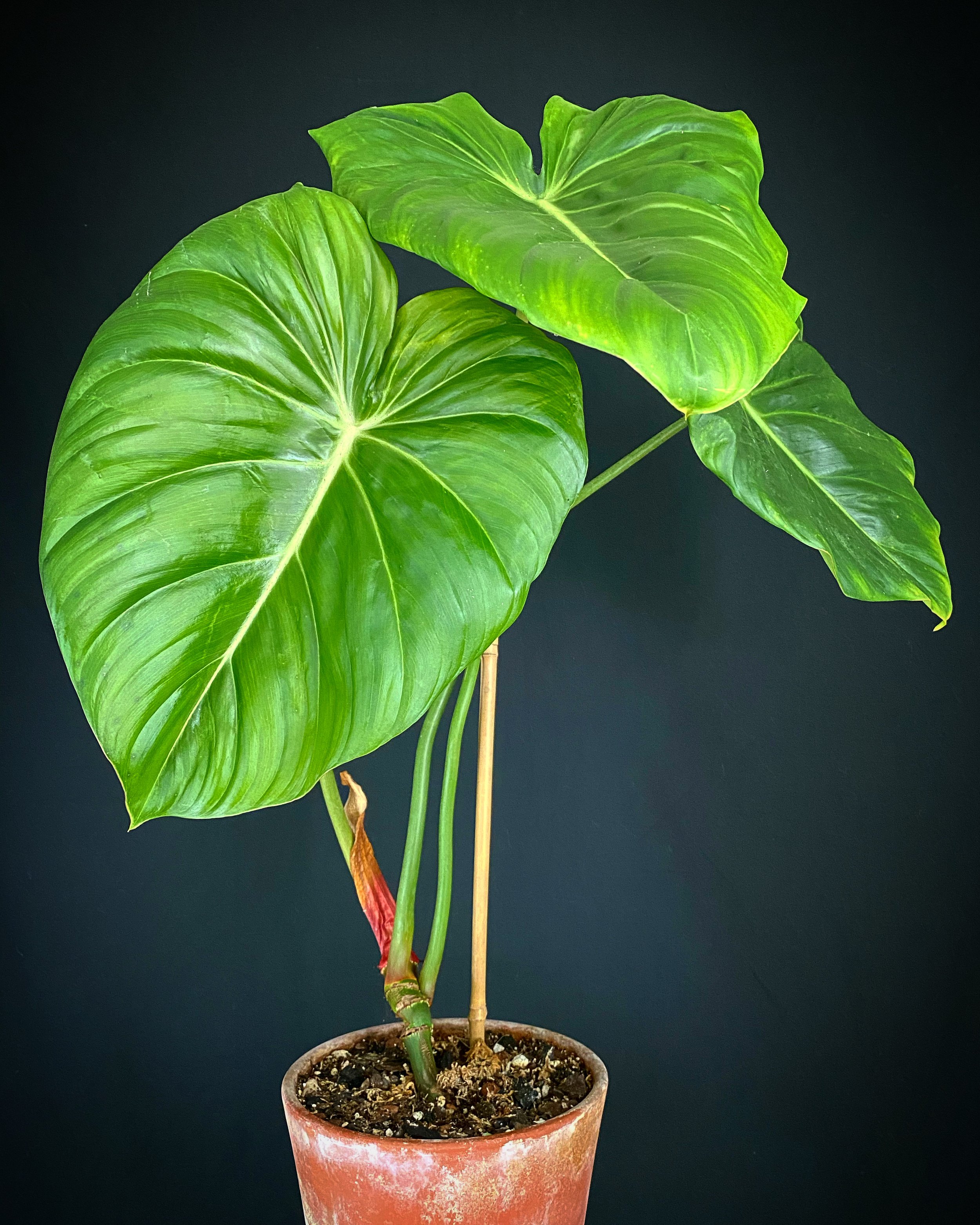 Philodendron gloriosum_07.jpg