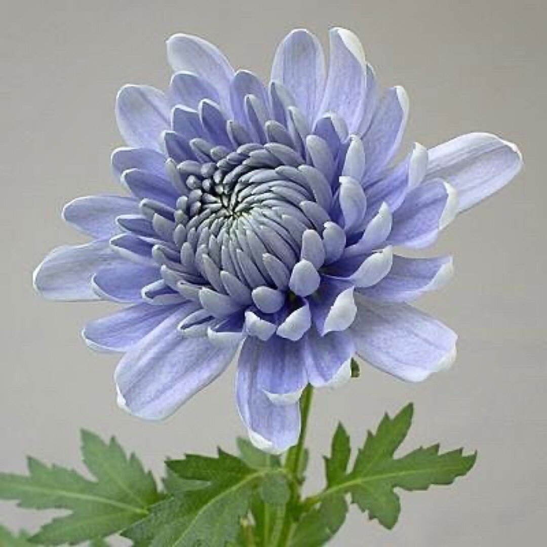 a GMO blue Chrysanthemum, photo from capitolpress.com