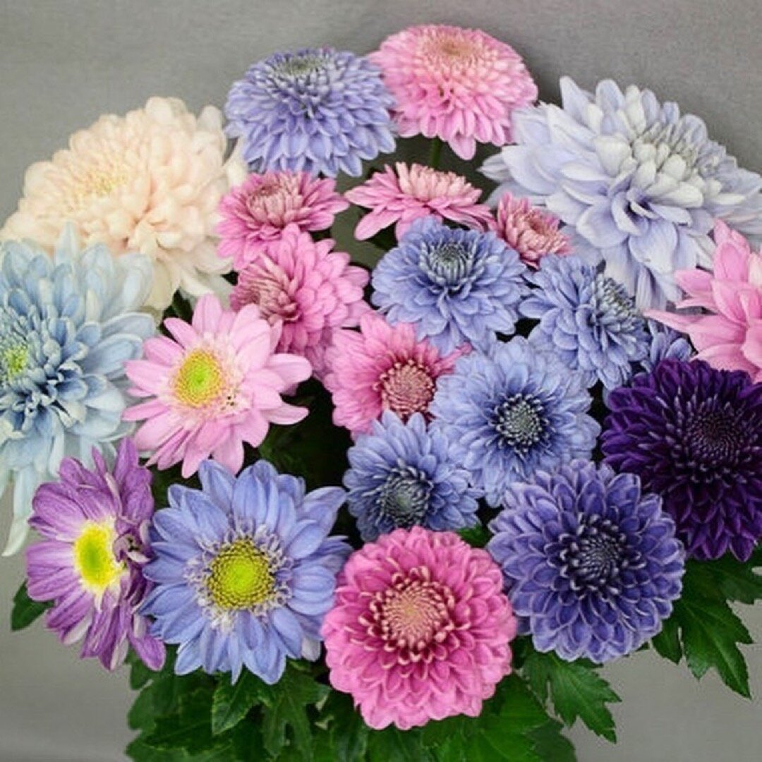 a bouquet of pink and GMO violet and blue Chrysanthemums, photo from @npr