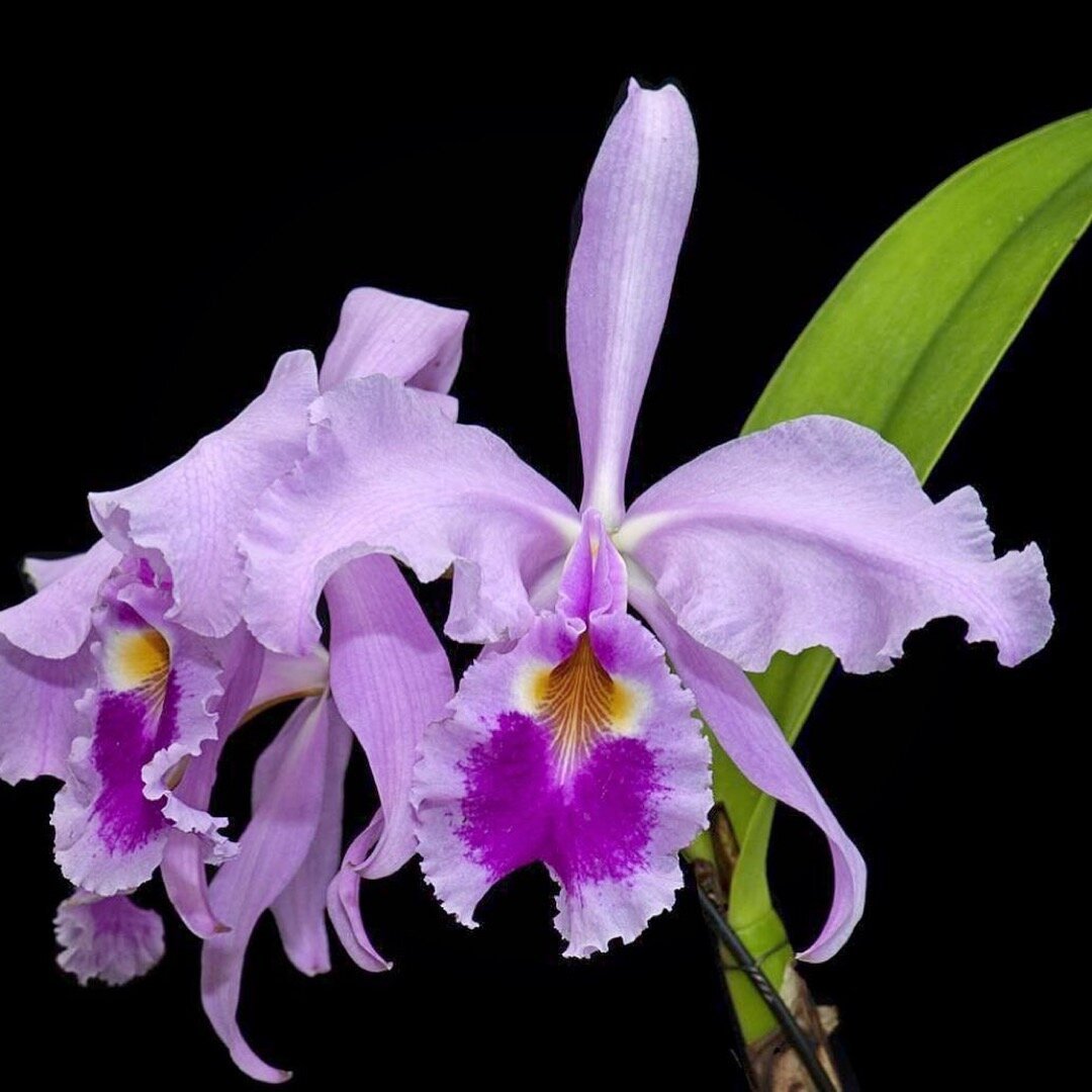 a “blue” orchid, Cattleya warscewiczii coerulea