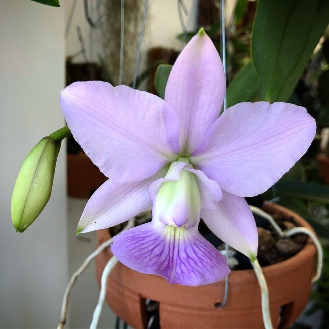 another “blue” orchid, Cattleya walkeriana coerulea
