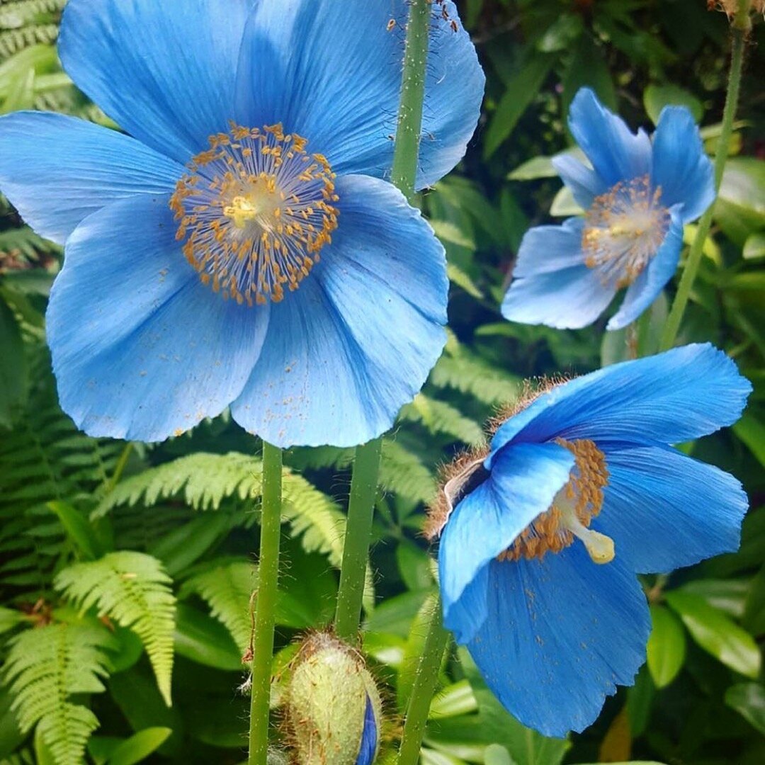 a TRUE blue Himalayan Blue Poppy
