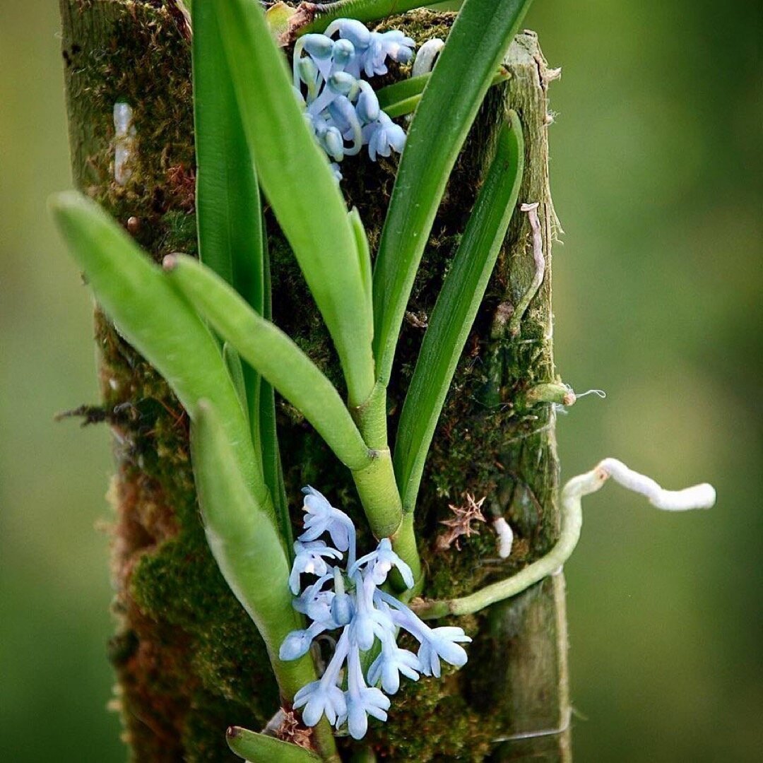 a TRUE blue orchid, Cleisocentron merrillanum