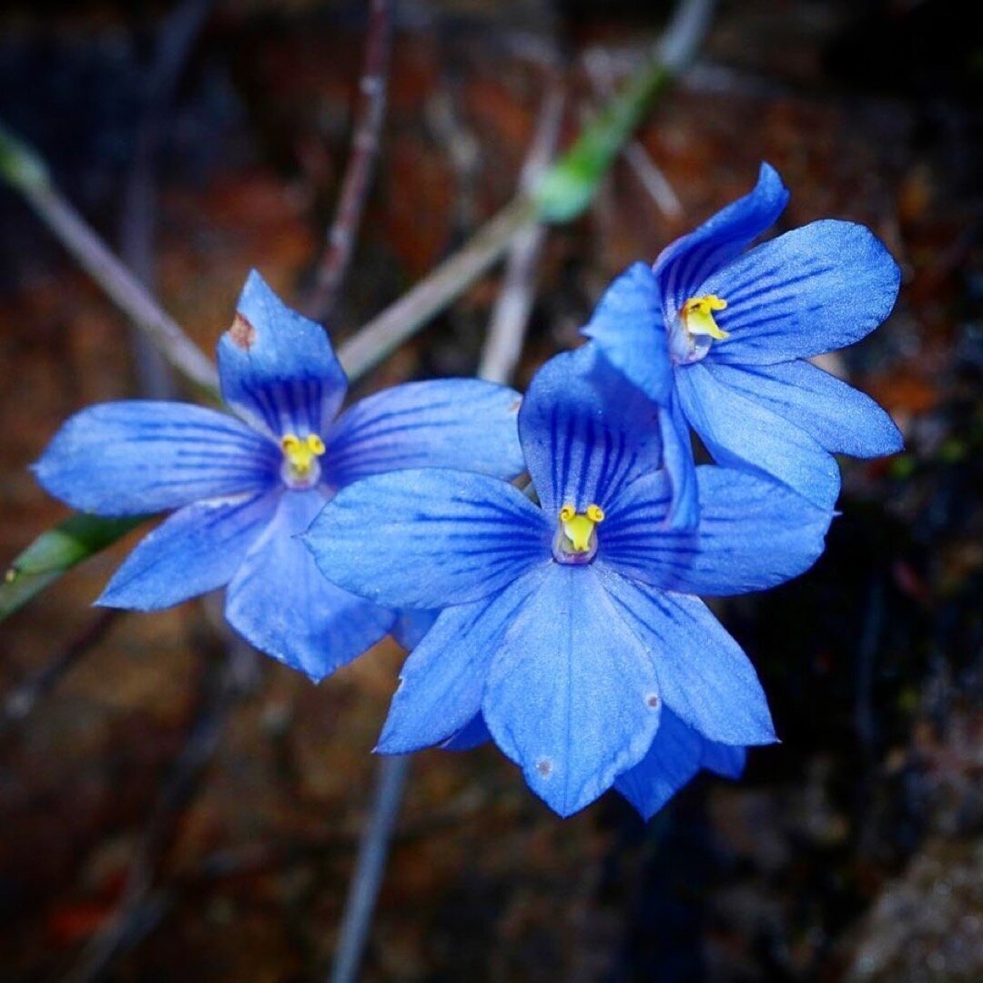 another TRUE blue orchid, Thelymitra cyanea