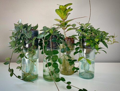Hoyas in self-watering wine bottle vessels