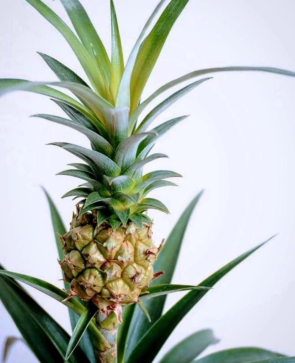 Ep. 111 - The Pineapple  Plant Daddy Podcast
