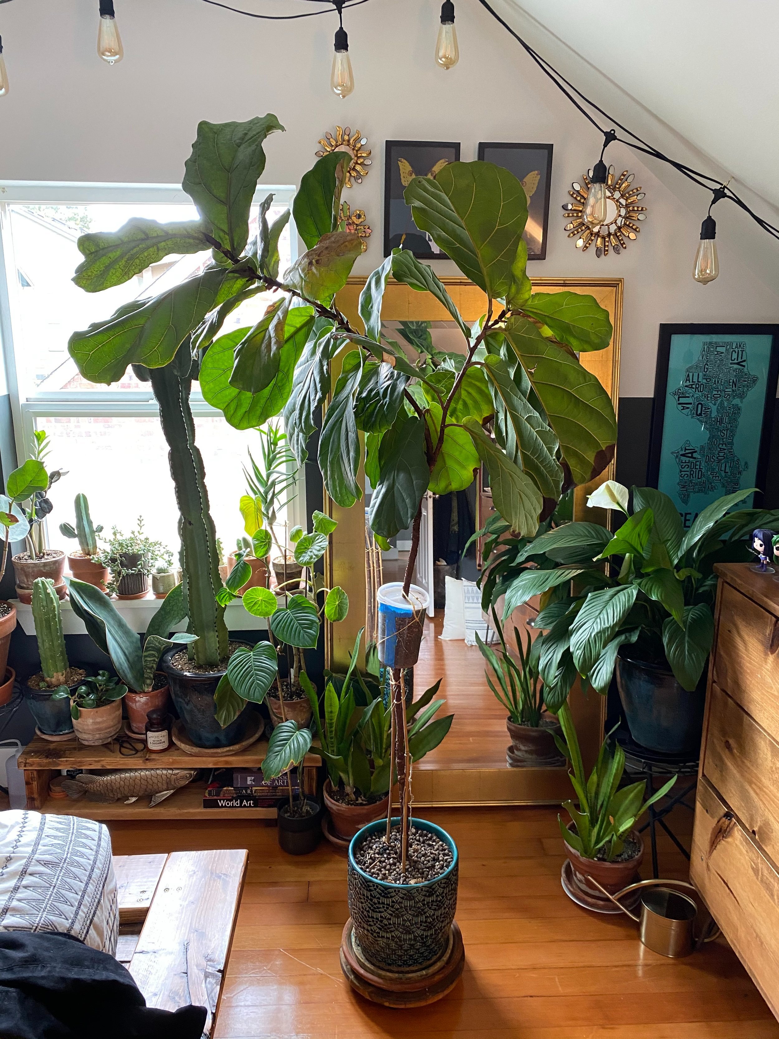  The Fiddle Leaf Fig ready to be chopped! 