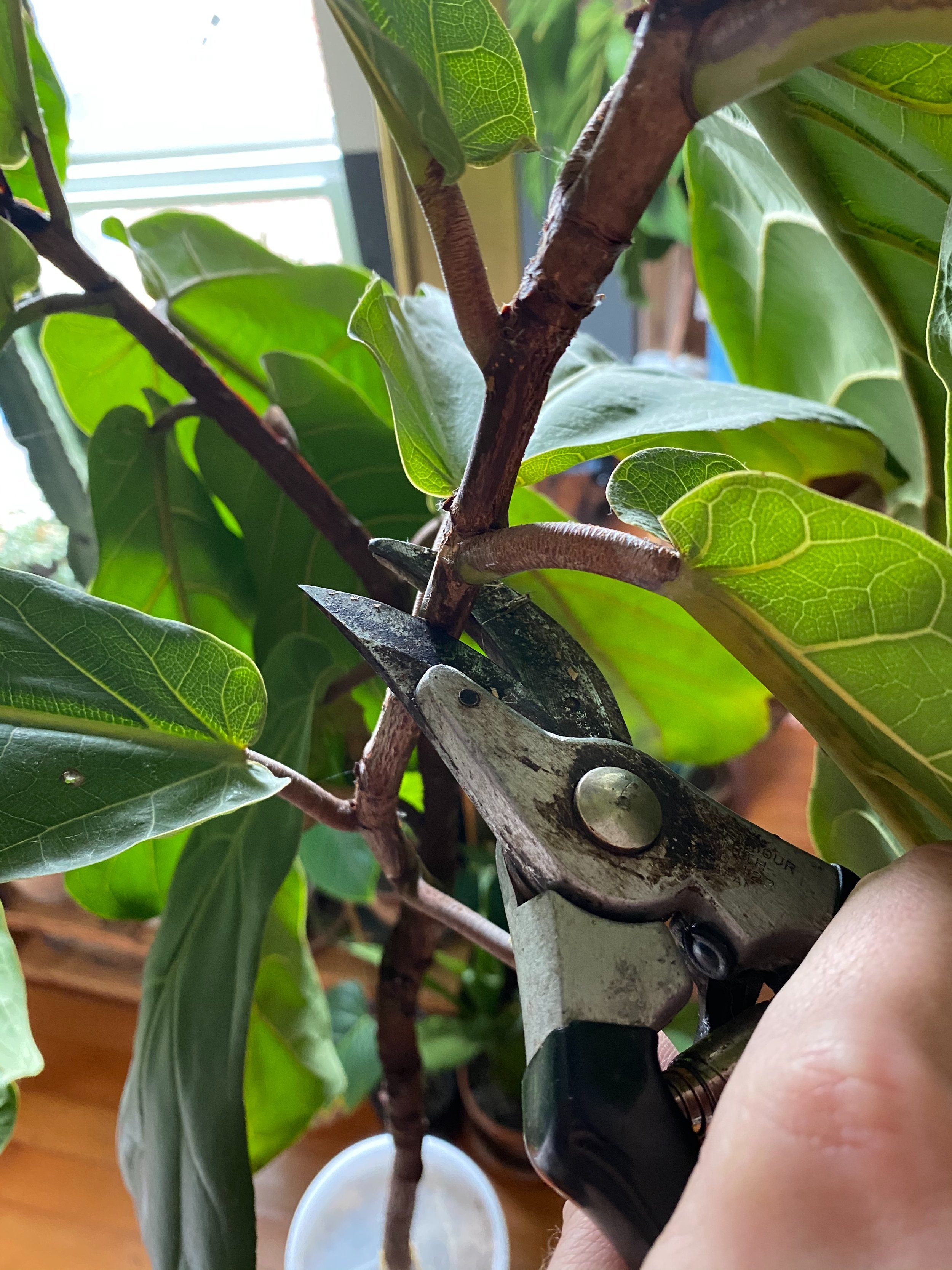  First step: Prune off the longer branches. This reduces the amount of foliage and tissue the air layered root system will need to support, and promote branching when it begins to resume foliar growth. 