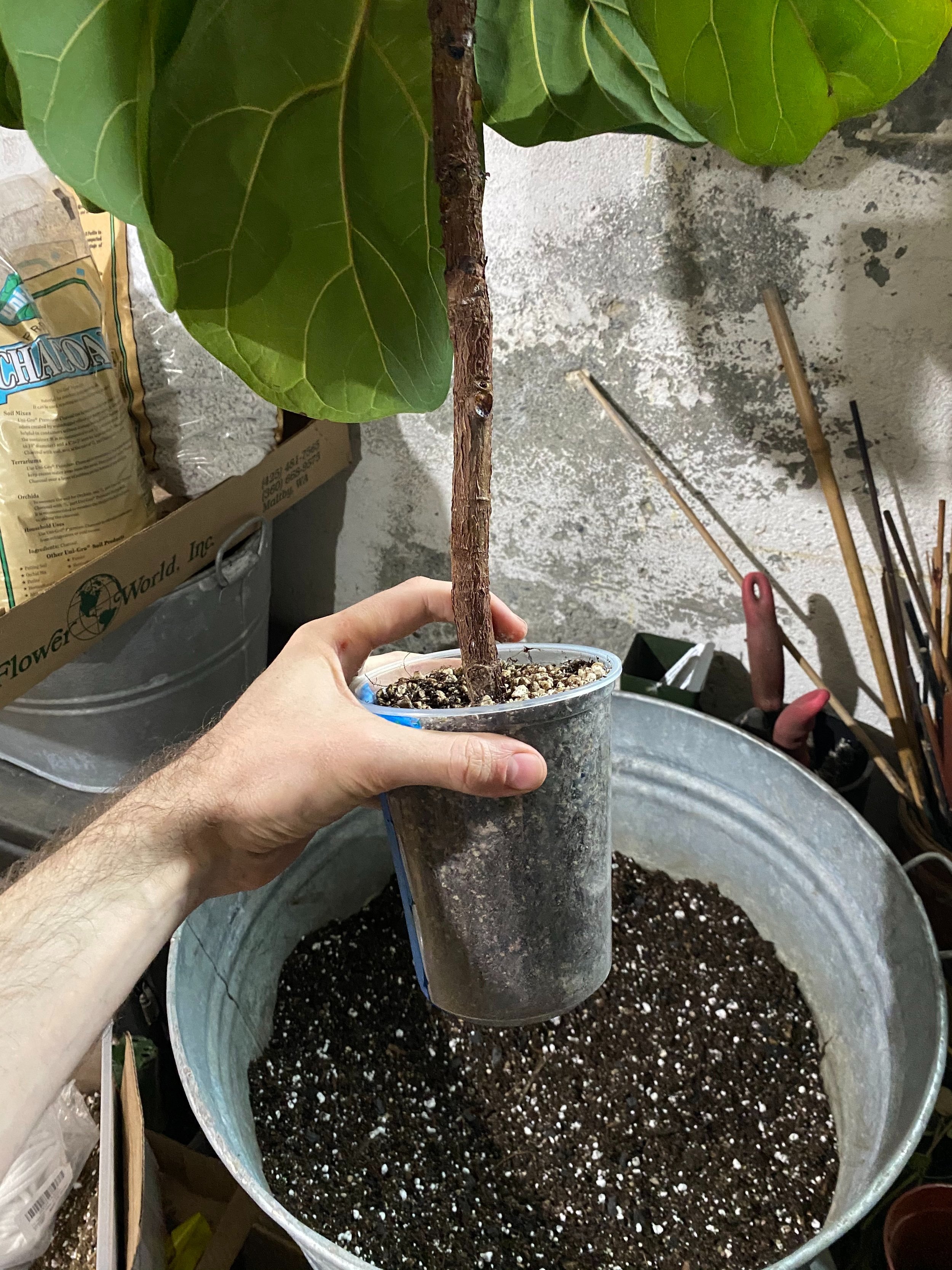  Time to pot it up… but first, let’s check out the root ball. 