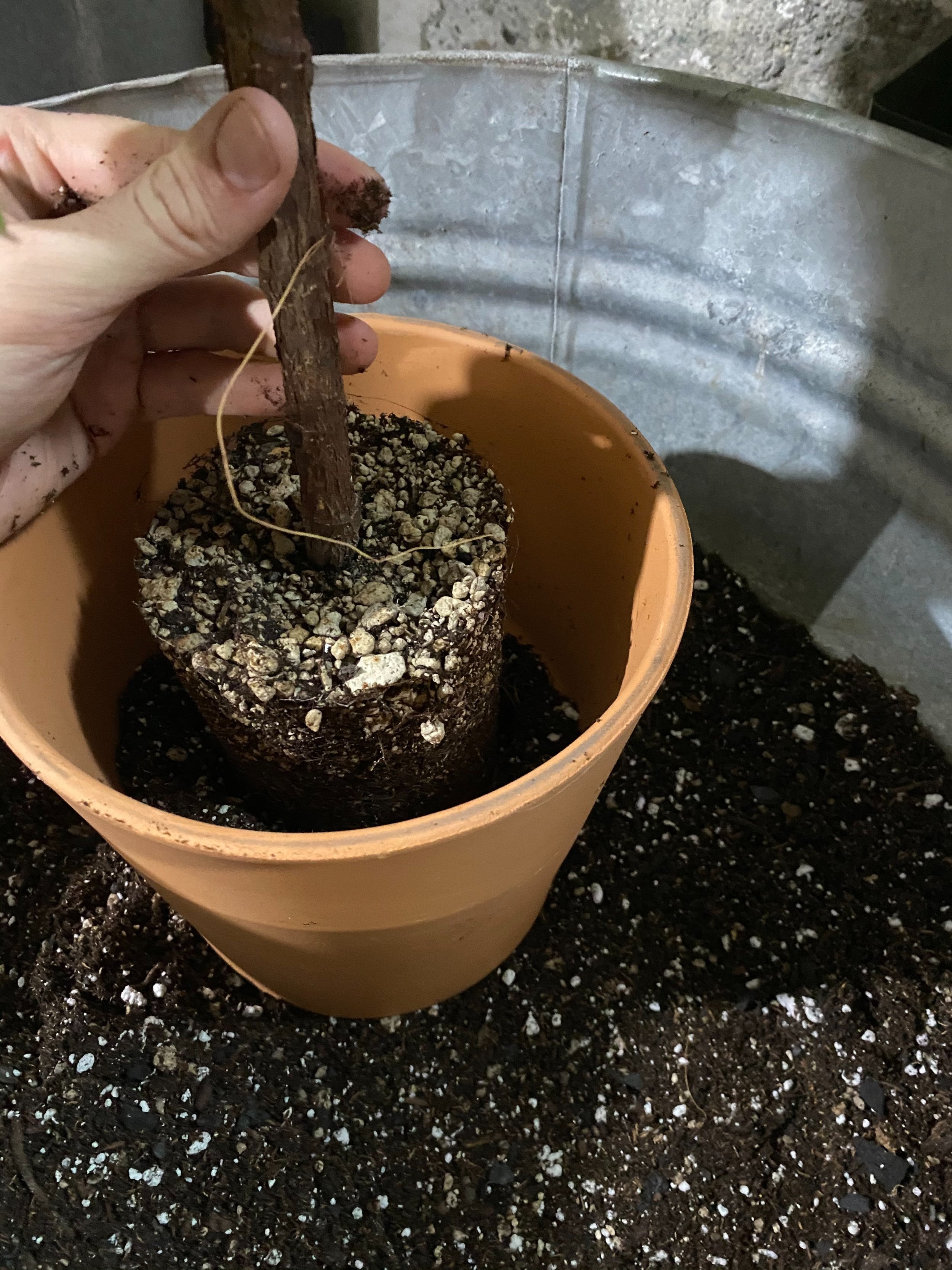  This pot is just large enough to hold the root ball, with space for some fresh substrate, but not too much - it’ll need to be potted into a larger container fairly soon, but for now, it just needs to establish on its own roots. 