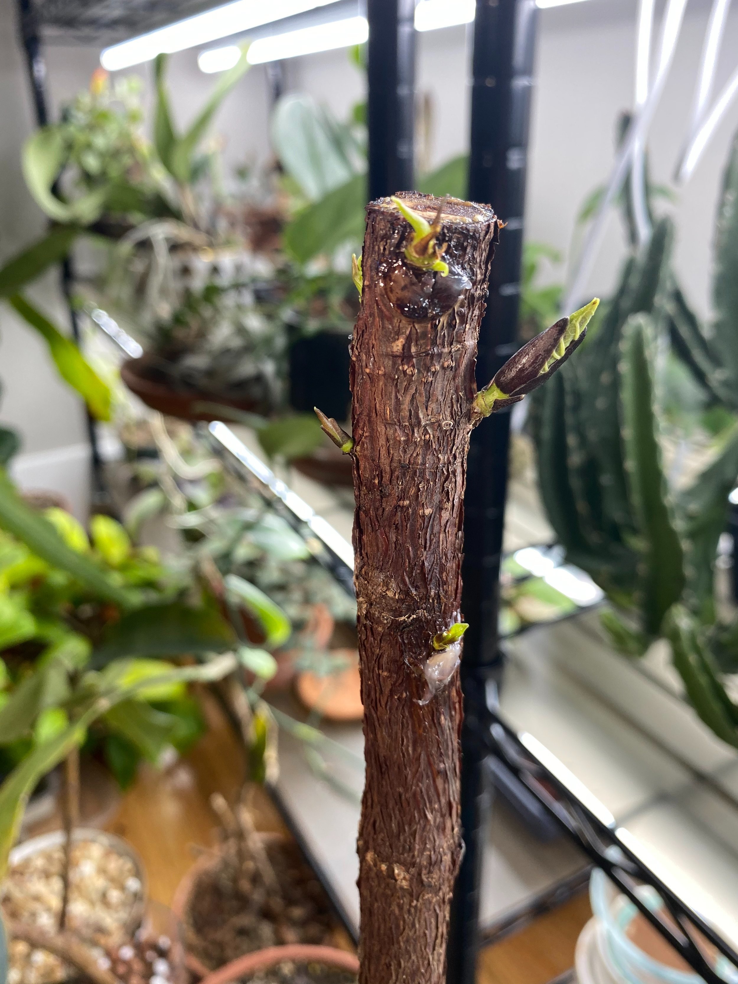  Unfortunately, even with all the new shoots that sprouted, most of them didn’t go further. The strongest two became dominant, and eventually became the new growth that this Fiddle Leaf Fig is continuing to work on, but at a substantially shorter hei