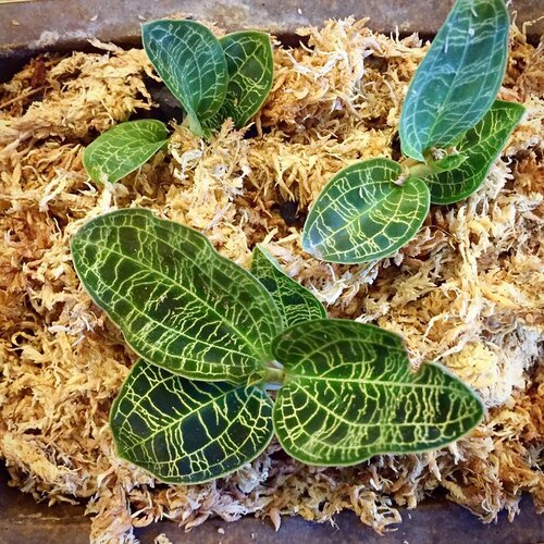 Jewel Orchid_09.jpeg