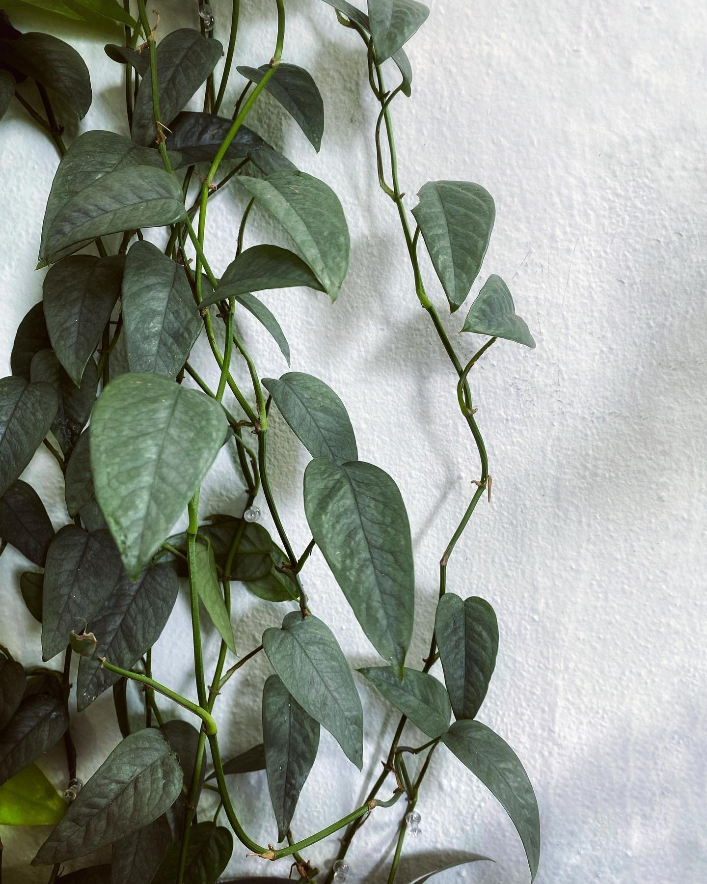 Pothos_08.jpg