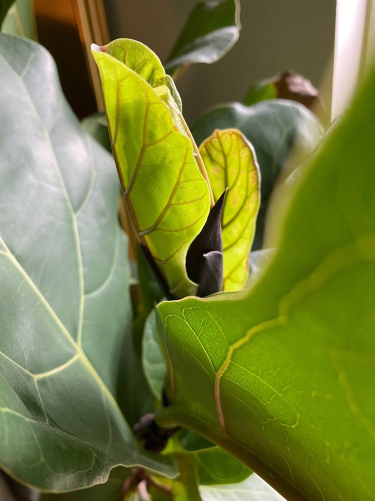 indoor plant rubber tree Rubber Plant | Robusta