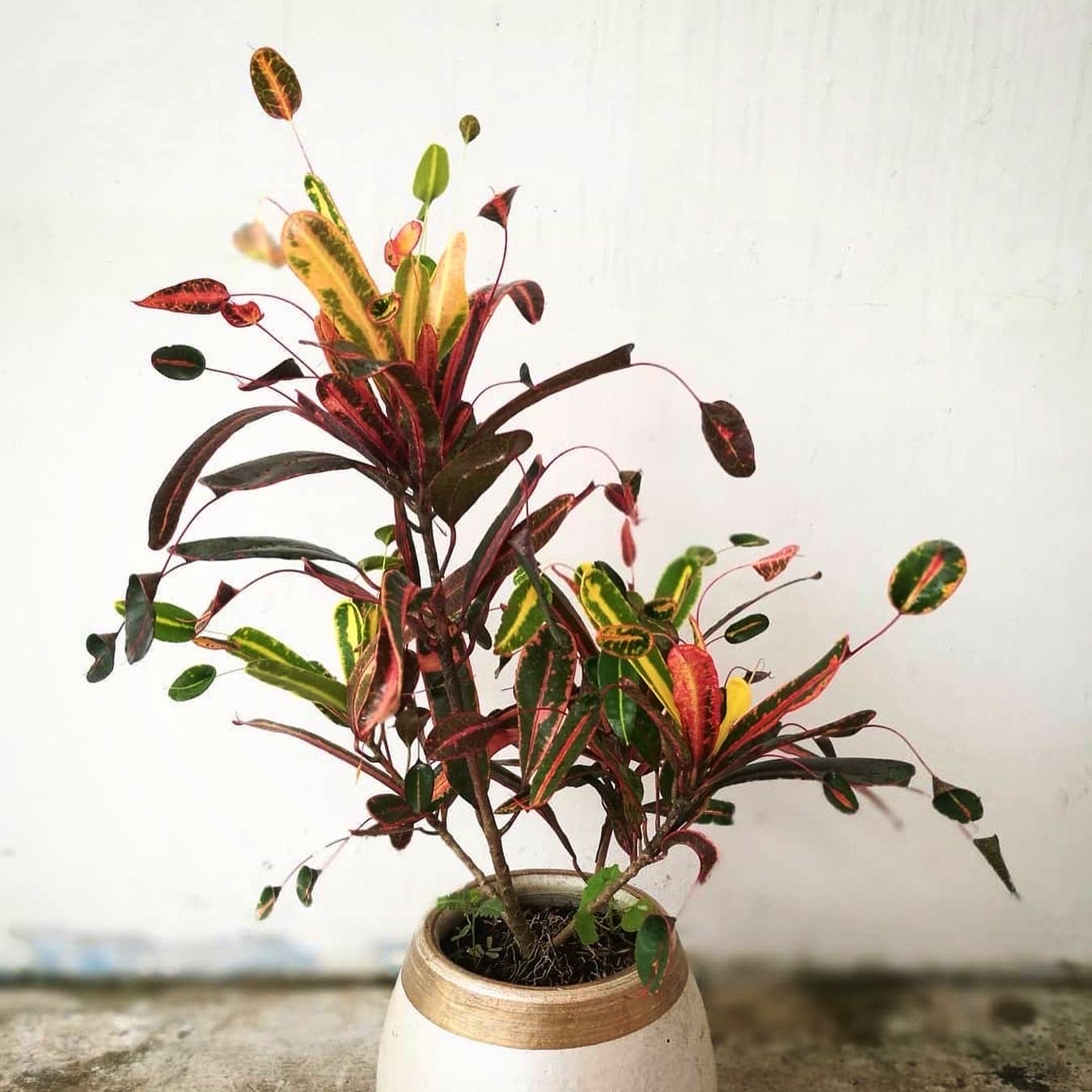 Ep. 116 - Crotons as Houseplants — Plant Daddy Podcast