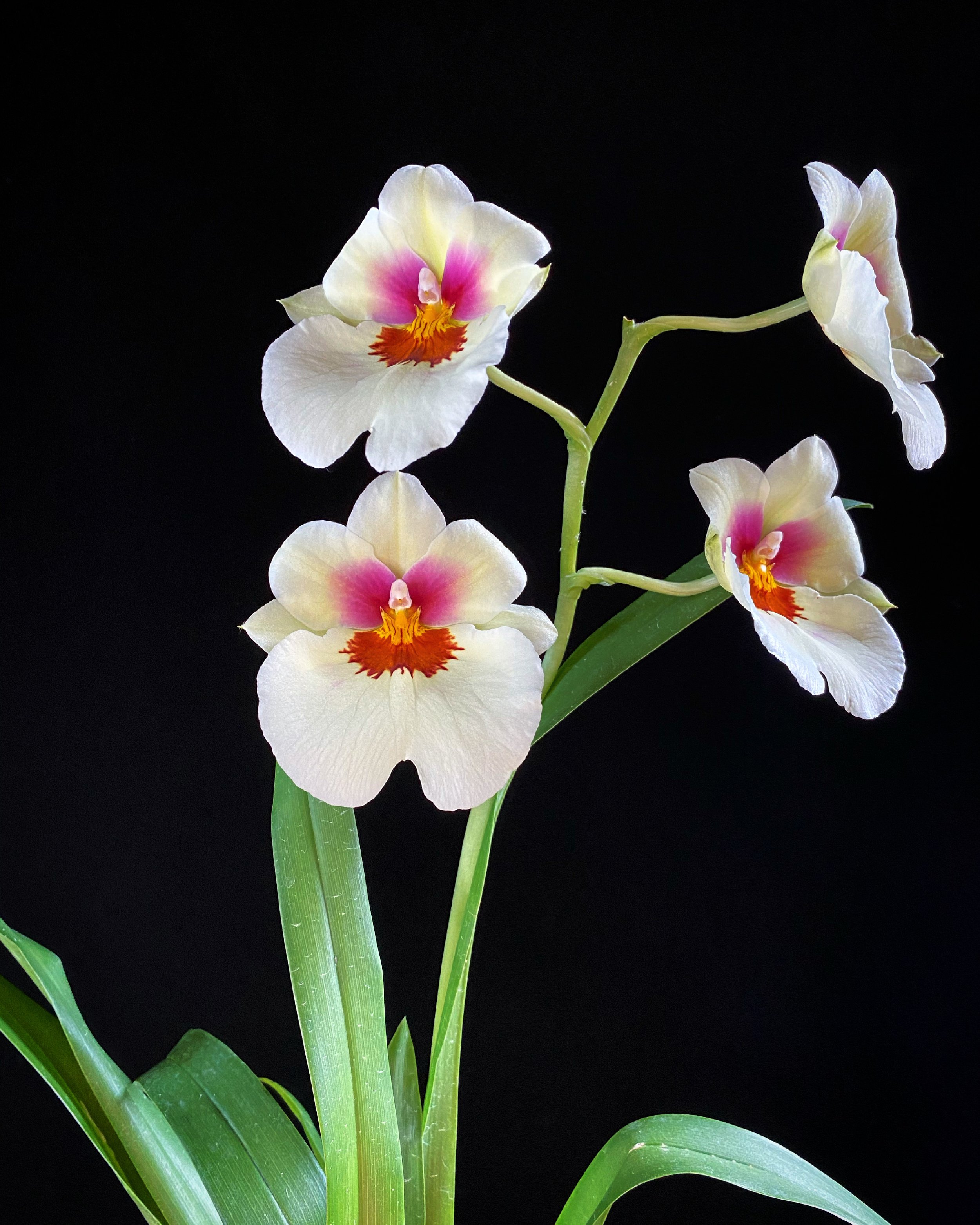 Oncidium_01.jpg