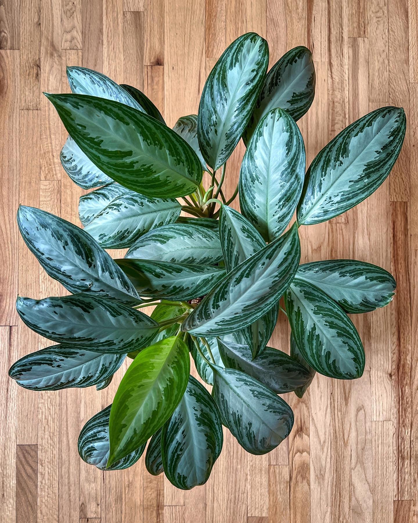 Aglaonema_04.jpg