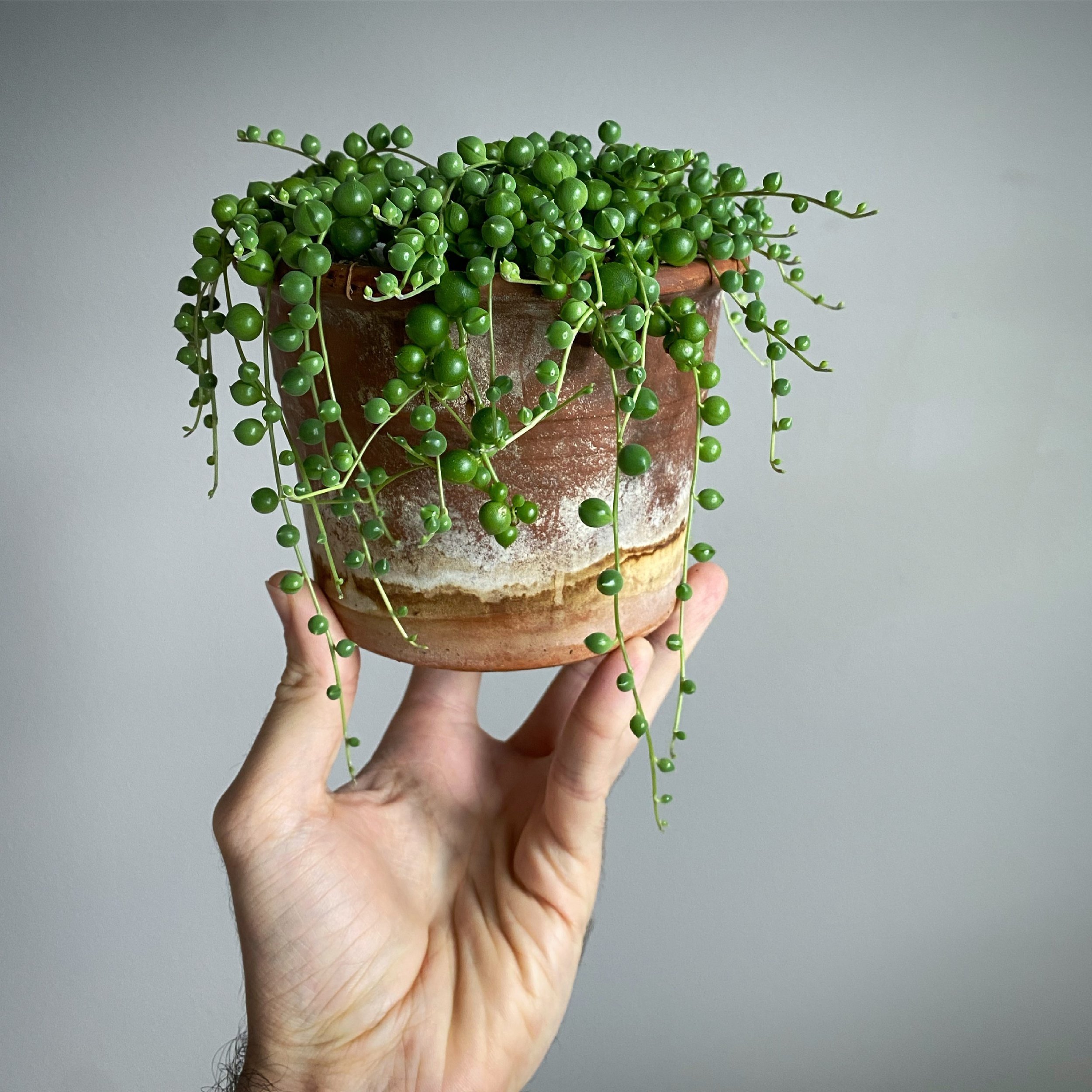 Plant-o-Pedia: String of Pearls – Jungalow