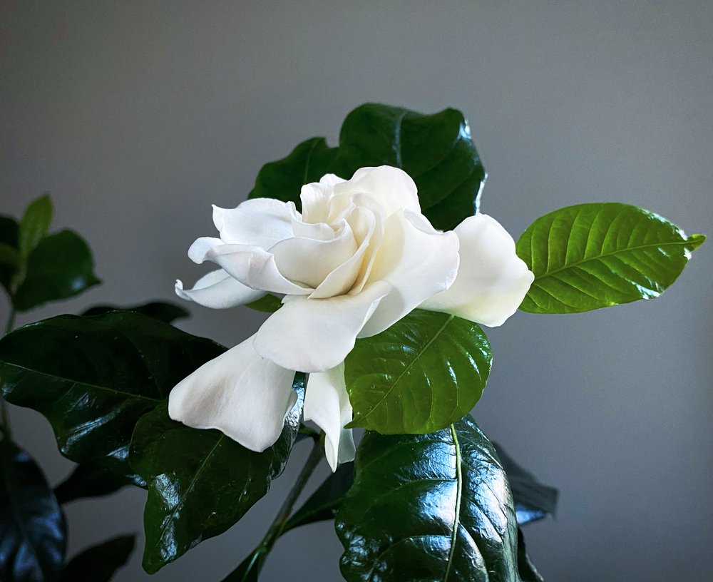 Fragrant flower Gardenia jasminoides Fortuniana.jpg