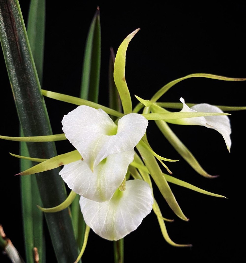 Brassavola Little Stars Orchid nodosa 01.JPG