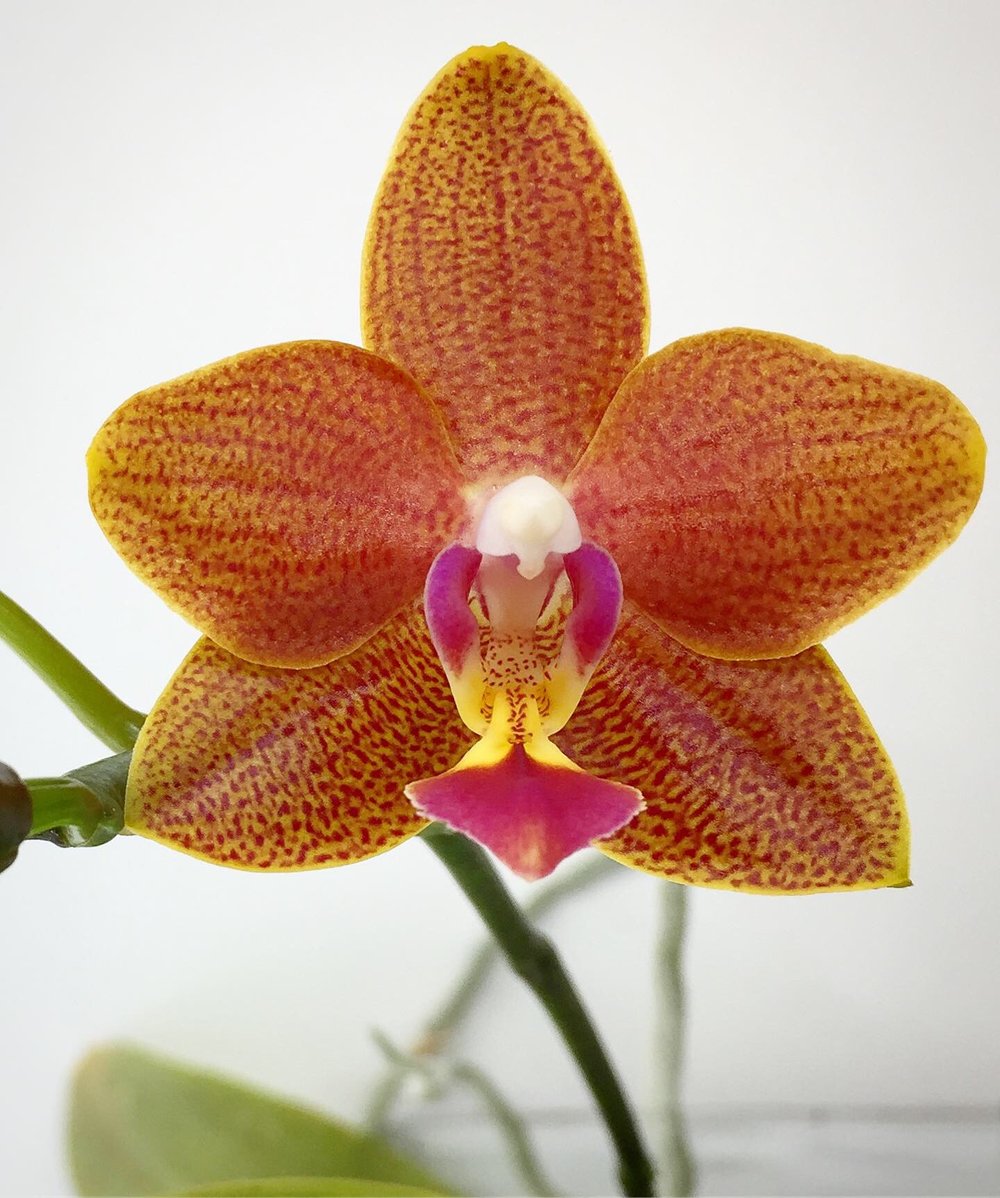 Westerlay Phalaenopsis Moth Orchid Orange 10.jpg