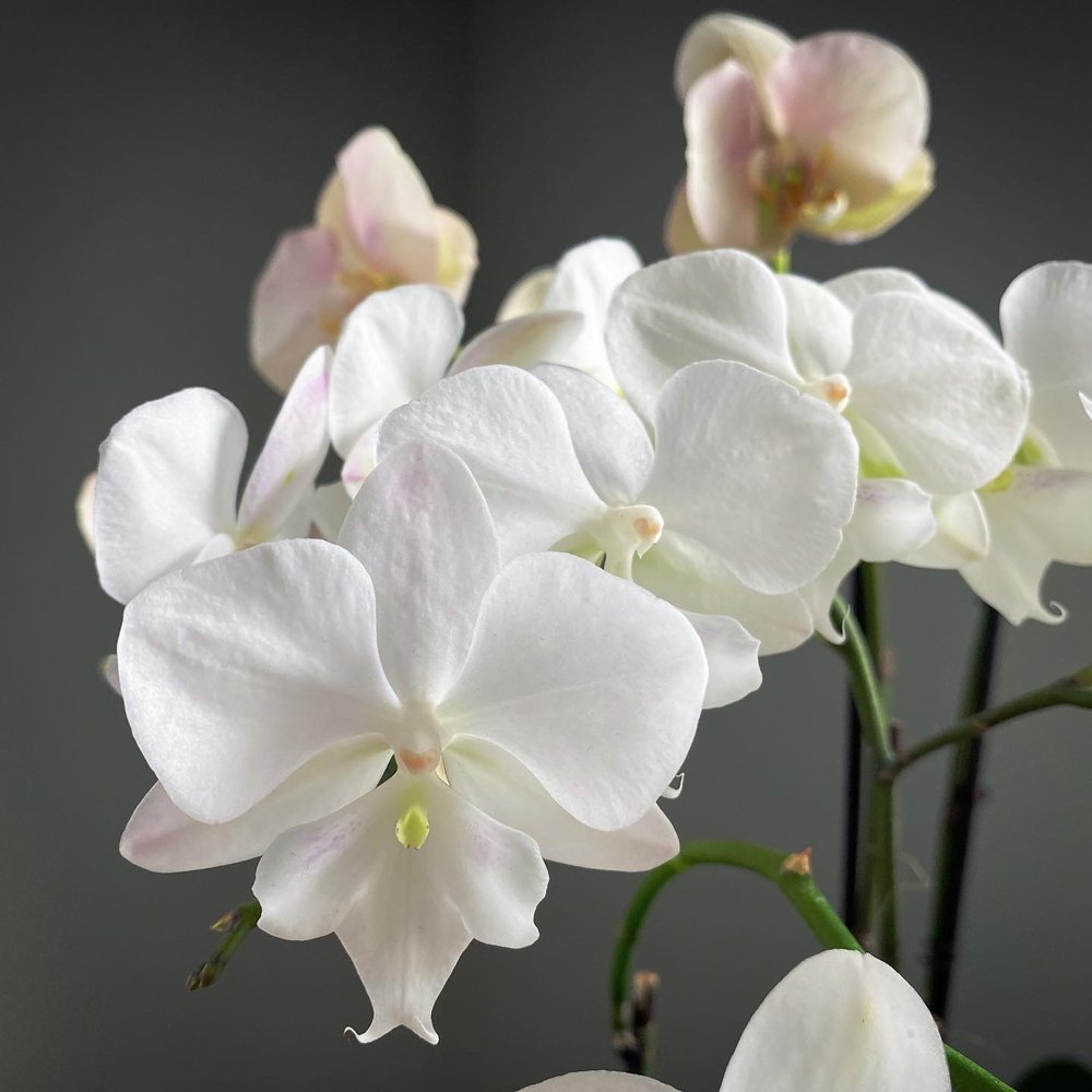 Westerlay Phalaenopsis Moth White Big Lip Orchid 04.JPG