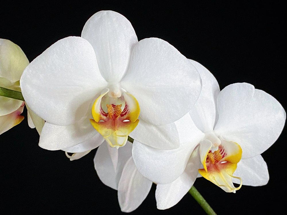 Westerlay Phalaenopsis Moth White Orchid 06.jpg
