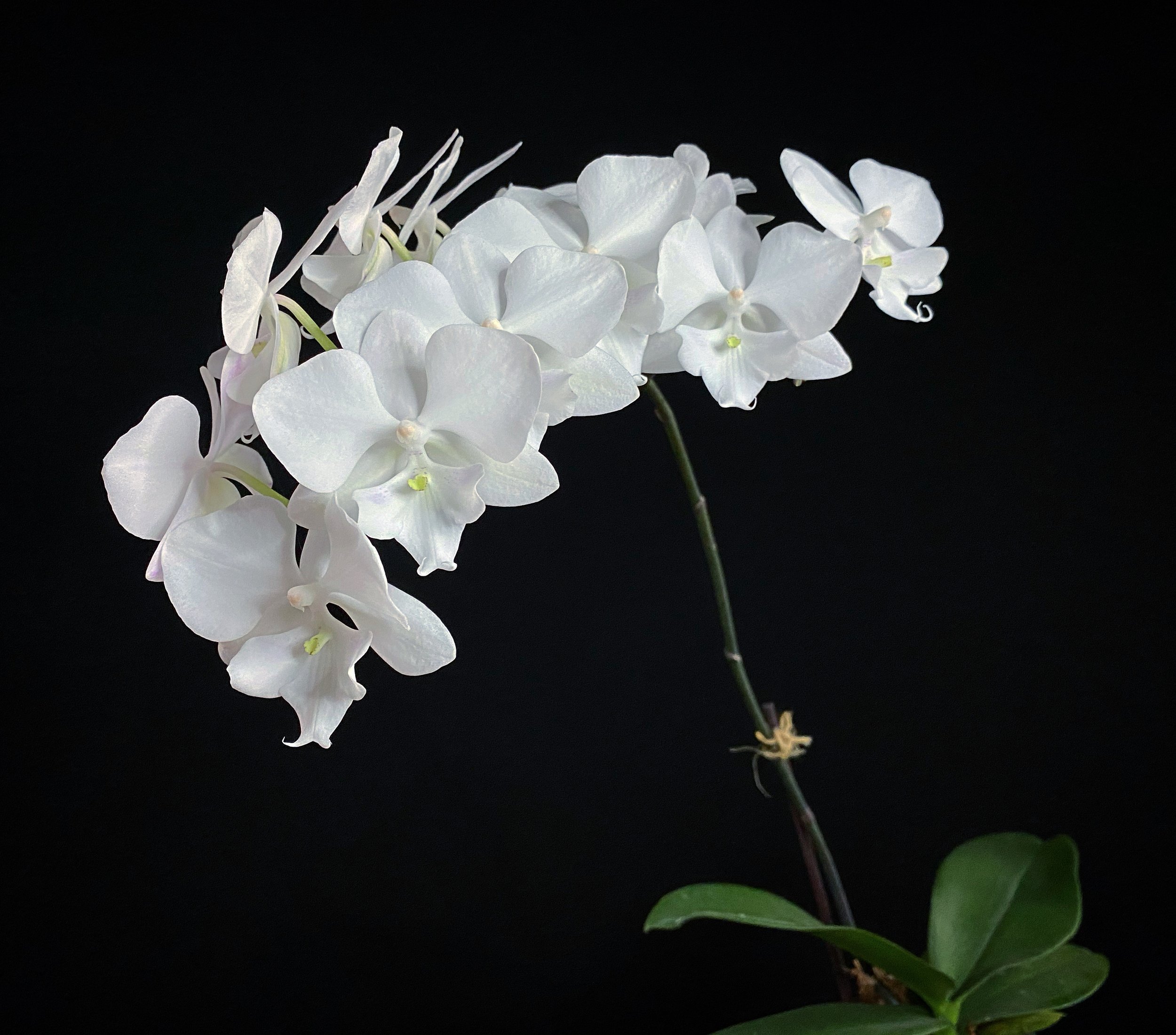 Westerlay Phalaenopsis Moth White Big Lip Orchid 09.jpg