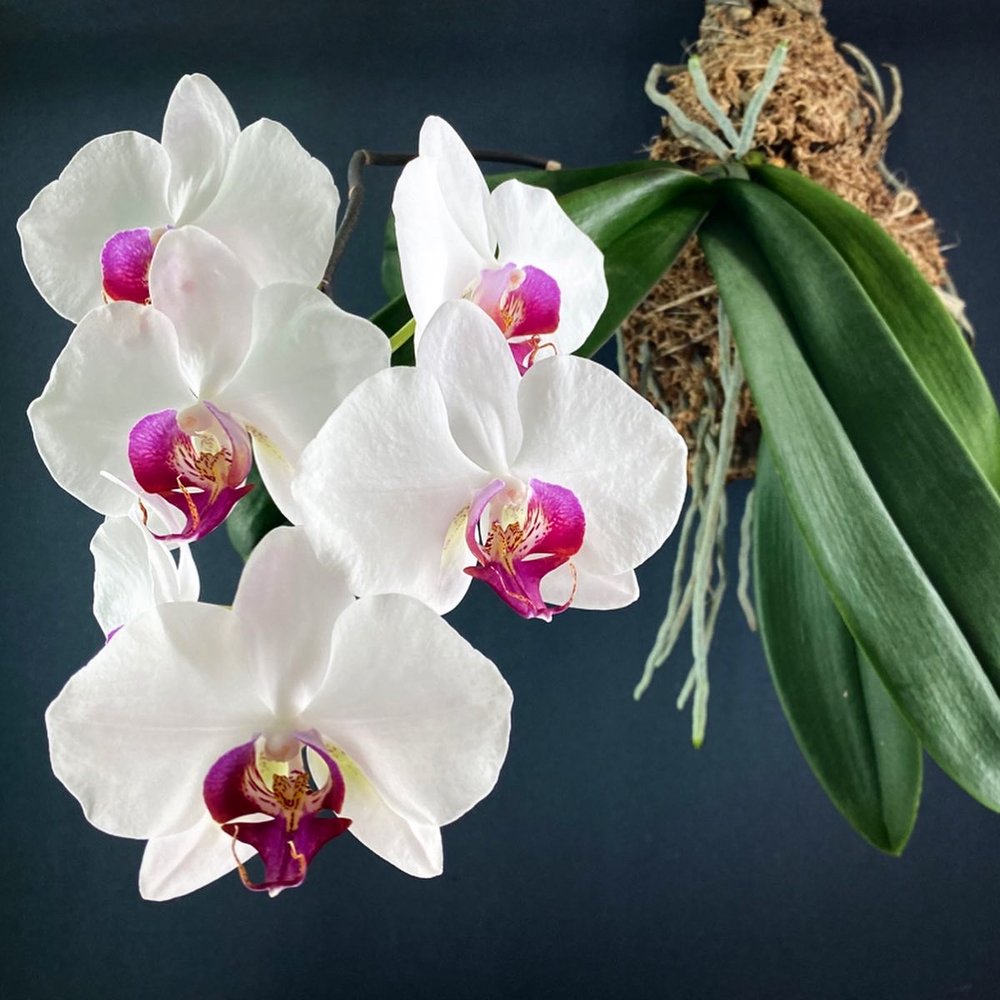 Westerlay Phalaenopsis Moth White Pink Orchid 07.jpg