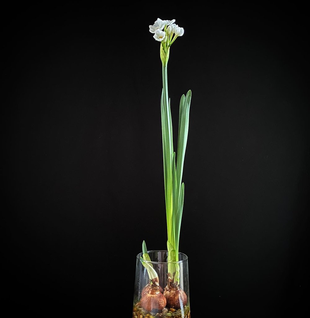 Paperwhite Paperwhites Nacissus papyraceus tazetta Ziva bulb forcing 03.jpg