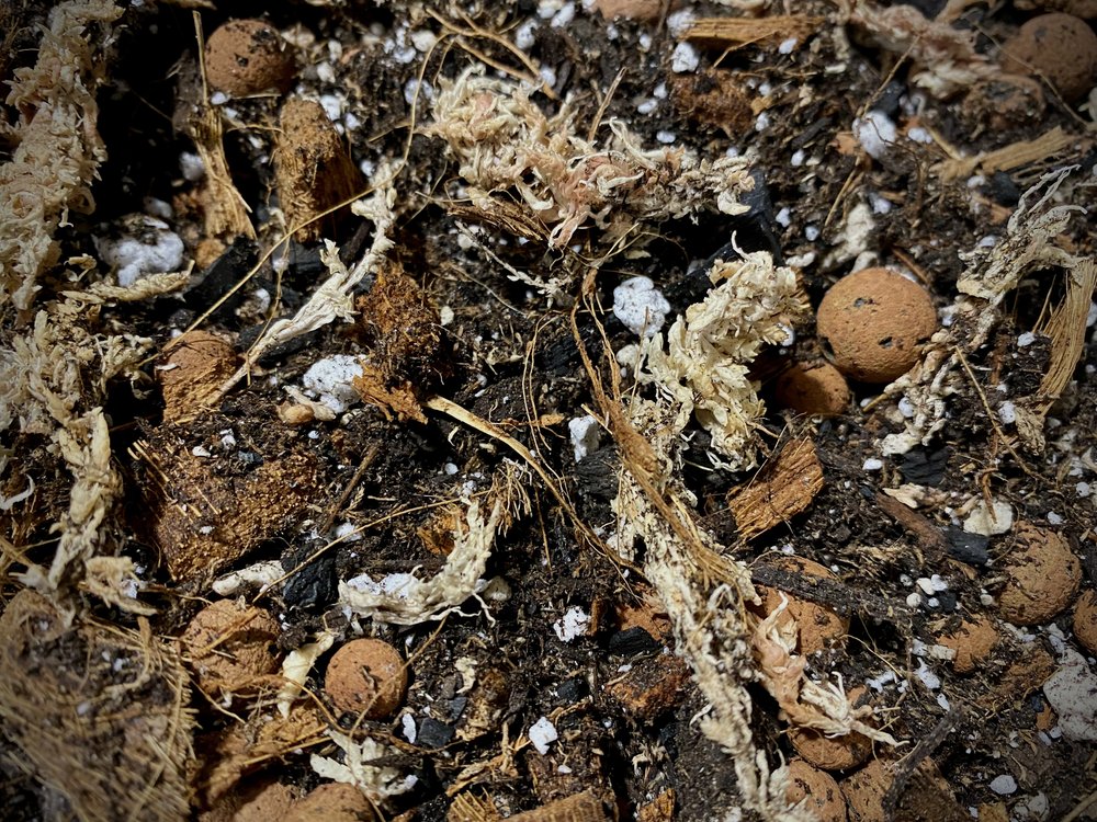 Hoya soil potting substrate sphagnum perlite pumice charcoal coconut husk chunks sphagnum LECA medium.jpg