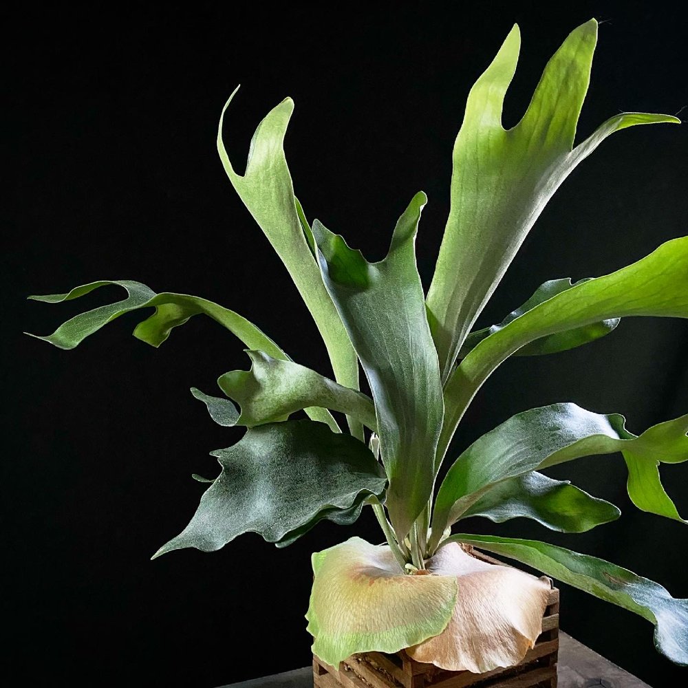 staghorn fern platycerium 02.jpg