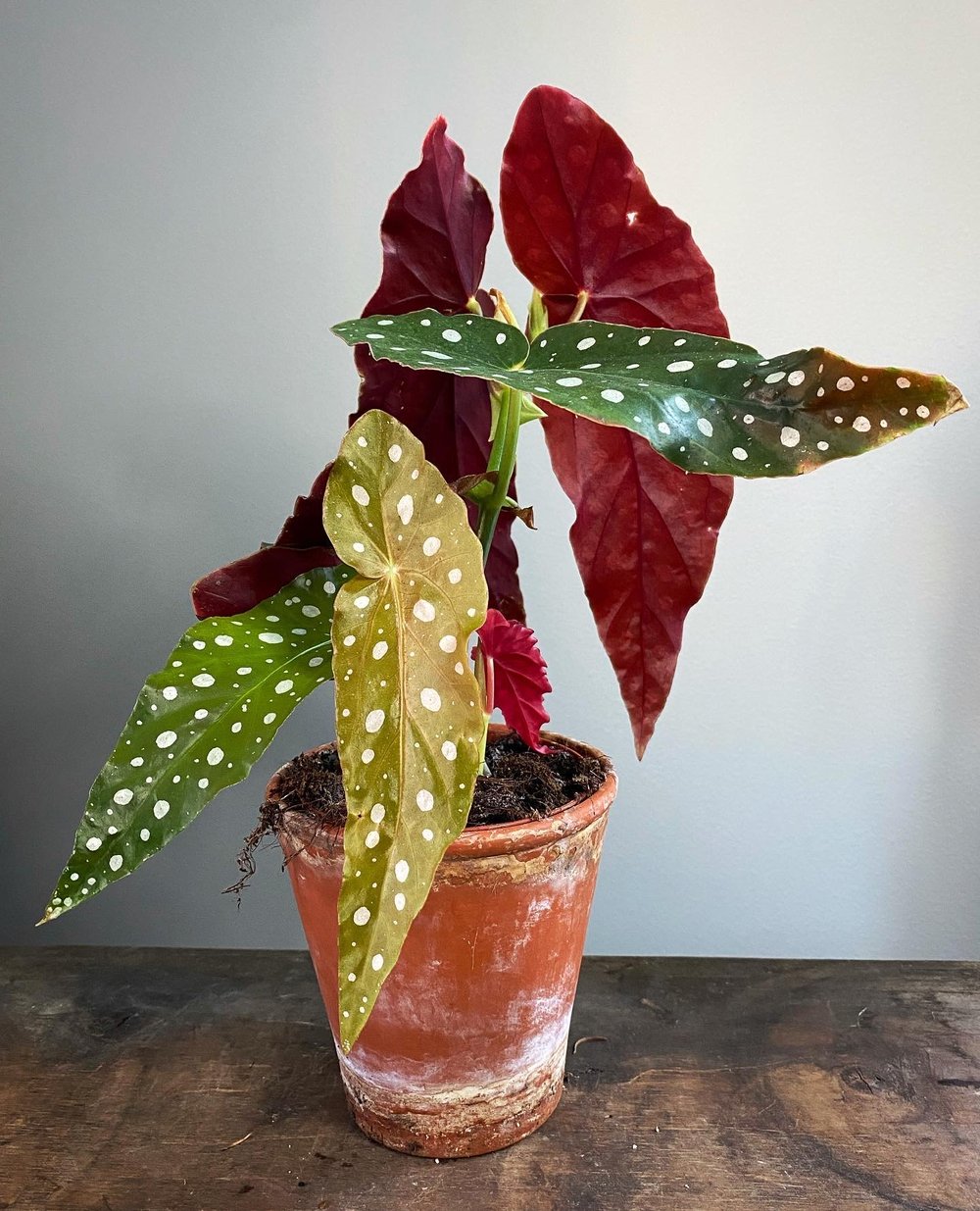 Begonia maculata wightii polka dot plant.JPG