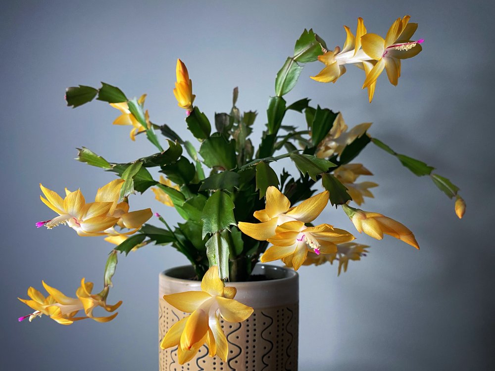 Schlumbergera Thanksgiving Christmas cactus yellow flowers.jpg