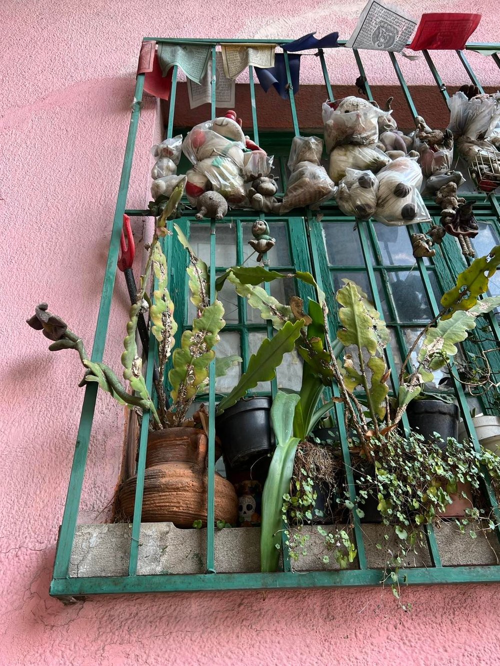 Mexico City Travel balcony garden potted plants orchid cactus epiphyllum 01.jpg