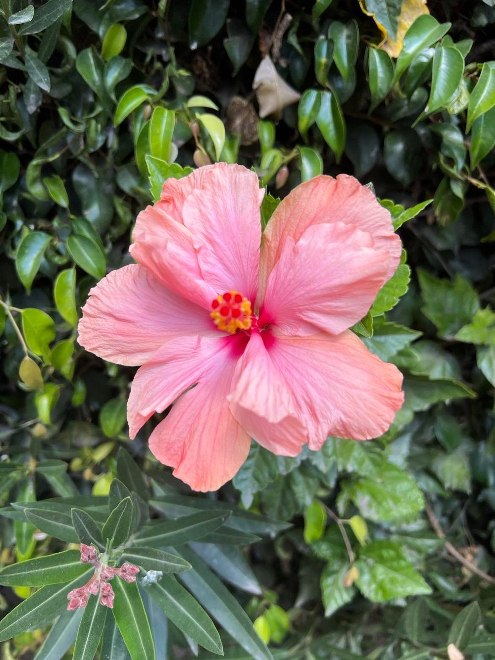 Mexico City Travel Hibiscus tropical flower pink.jpg