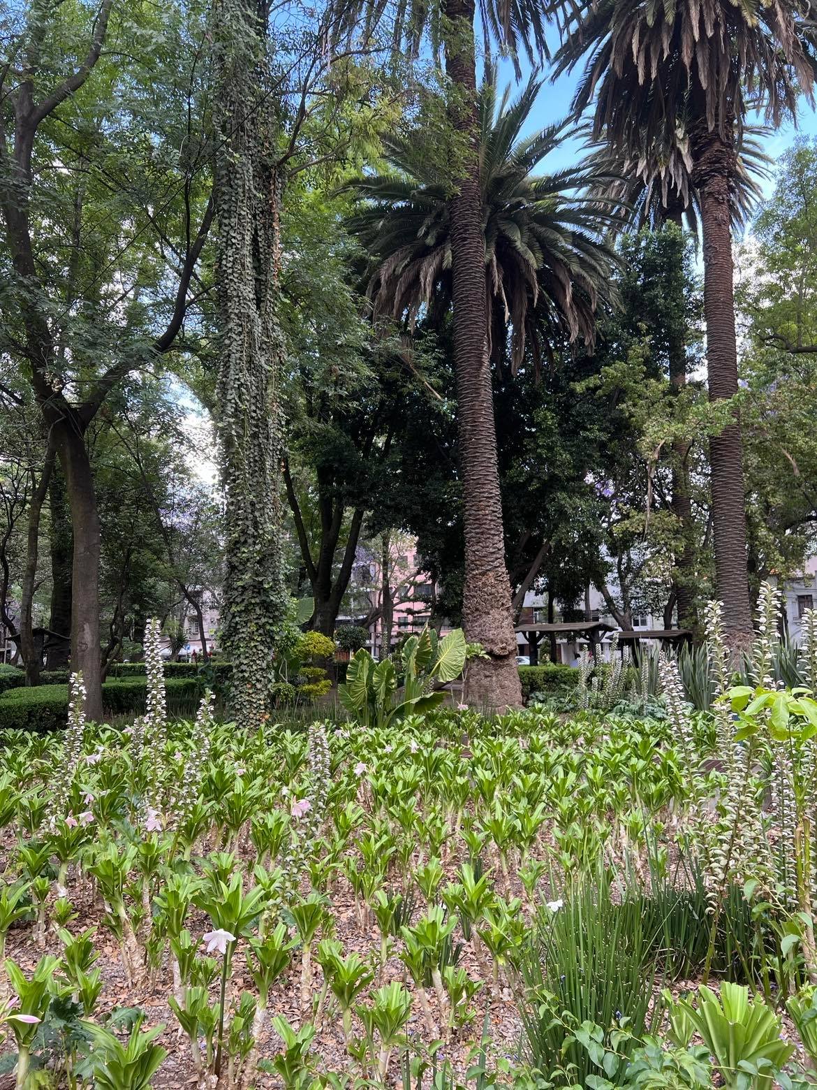 Mexico City Travel palm tree garden.jpg