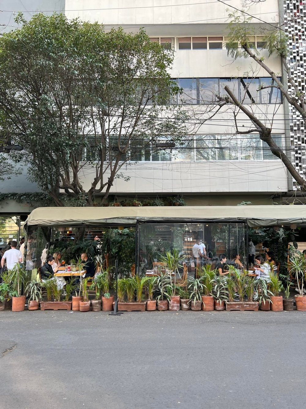 Mexico City Travel potted plants.jpg