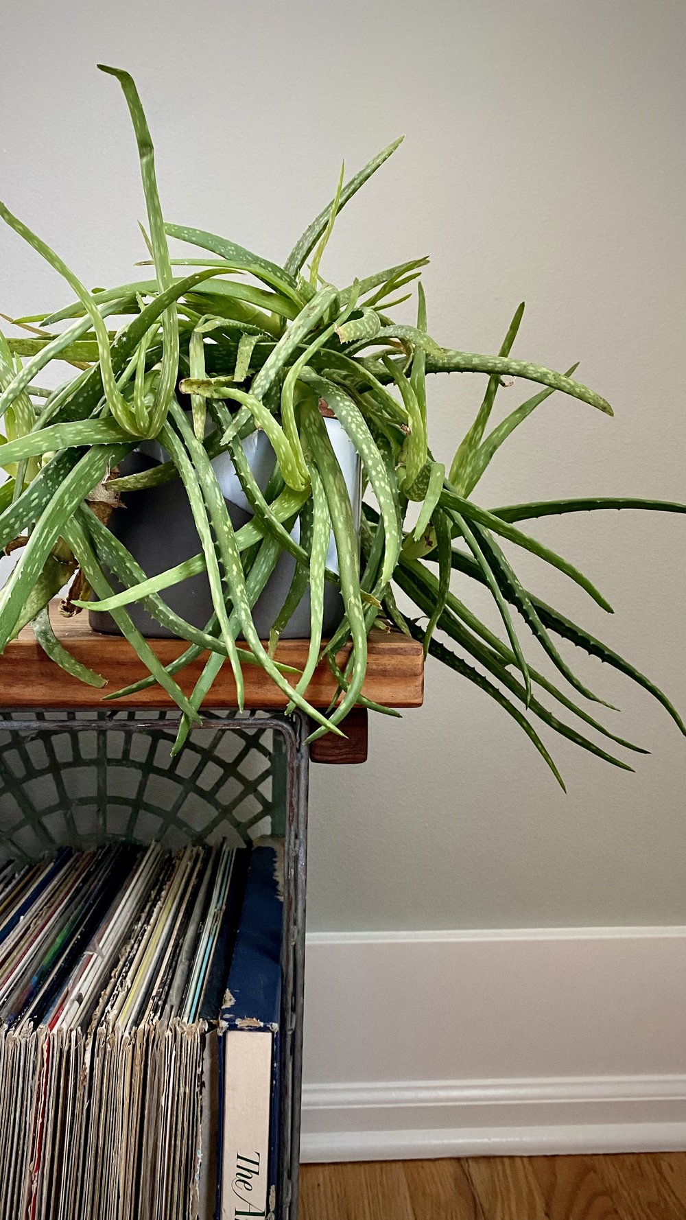 old plant overgrown aloe vera.jpg