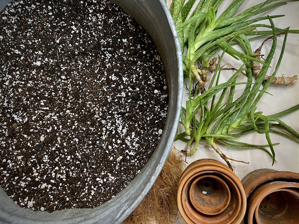 Aloe vera succulent divided repotting.jpg