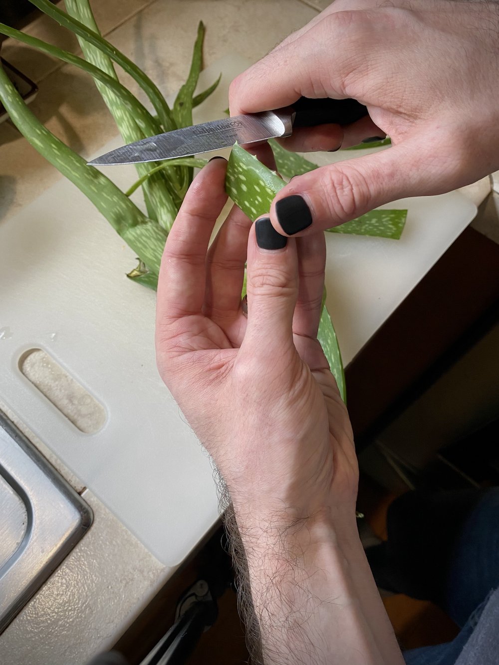 Aloe vera gel leaf medicinal 02 small.jpg