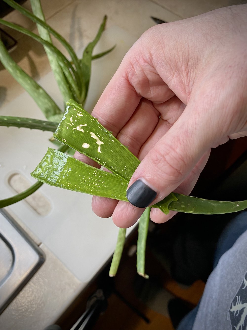 Aloe vera gel leaf small.jpg