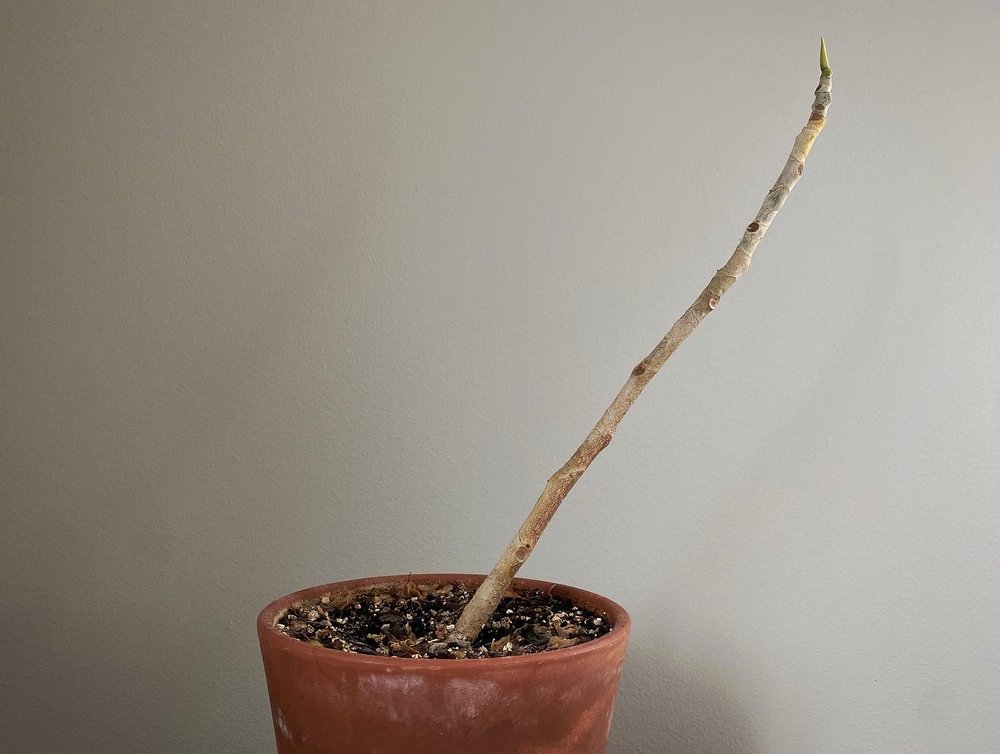 Ficus Audrey stick rehab plant.JPG