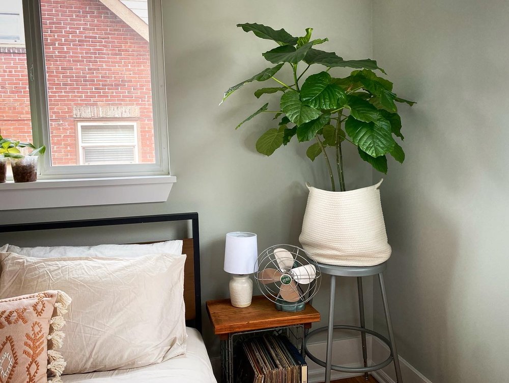 Ficus umbellata Japanese indoor tree houseplant plant styling decor.JPG