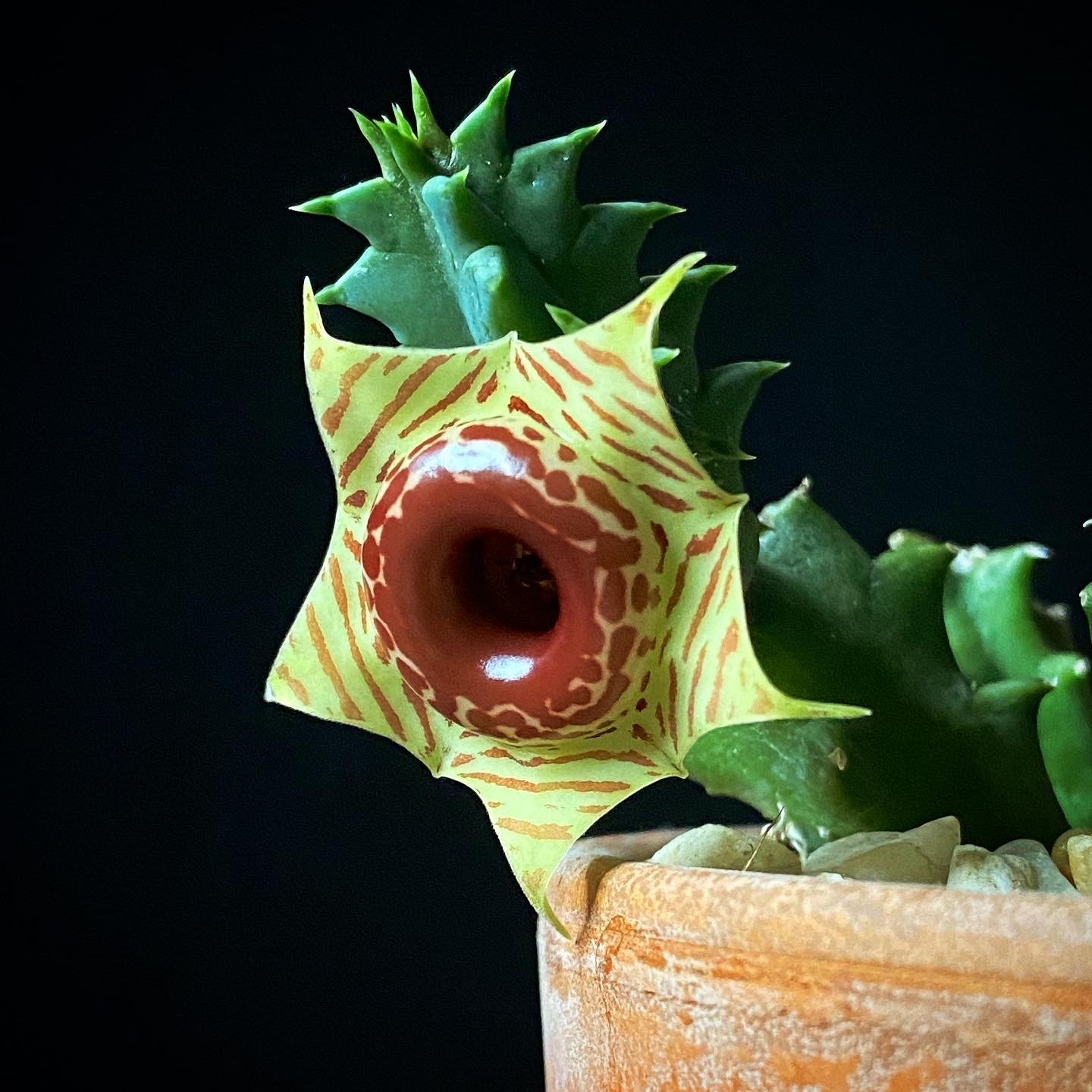 Huernia zebrina Lifesaver Plant Zebra Little Owl Eyes Stapelia Stapeliad flower succulent 01.JPG