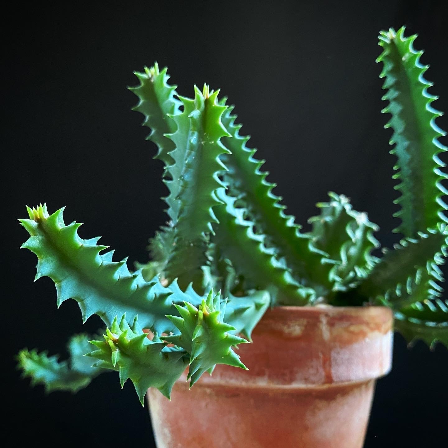 Huernia zebrina Lifesaver Plant Zebra Little Owl Eyes Stapelia Stapeliad succulent 01.JPG