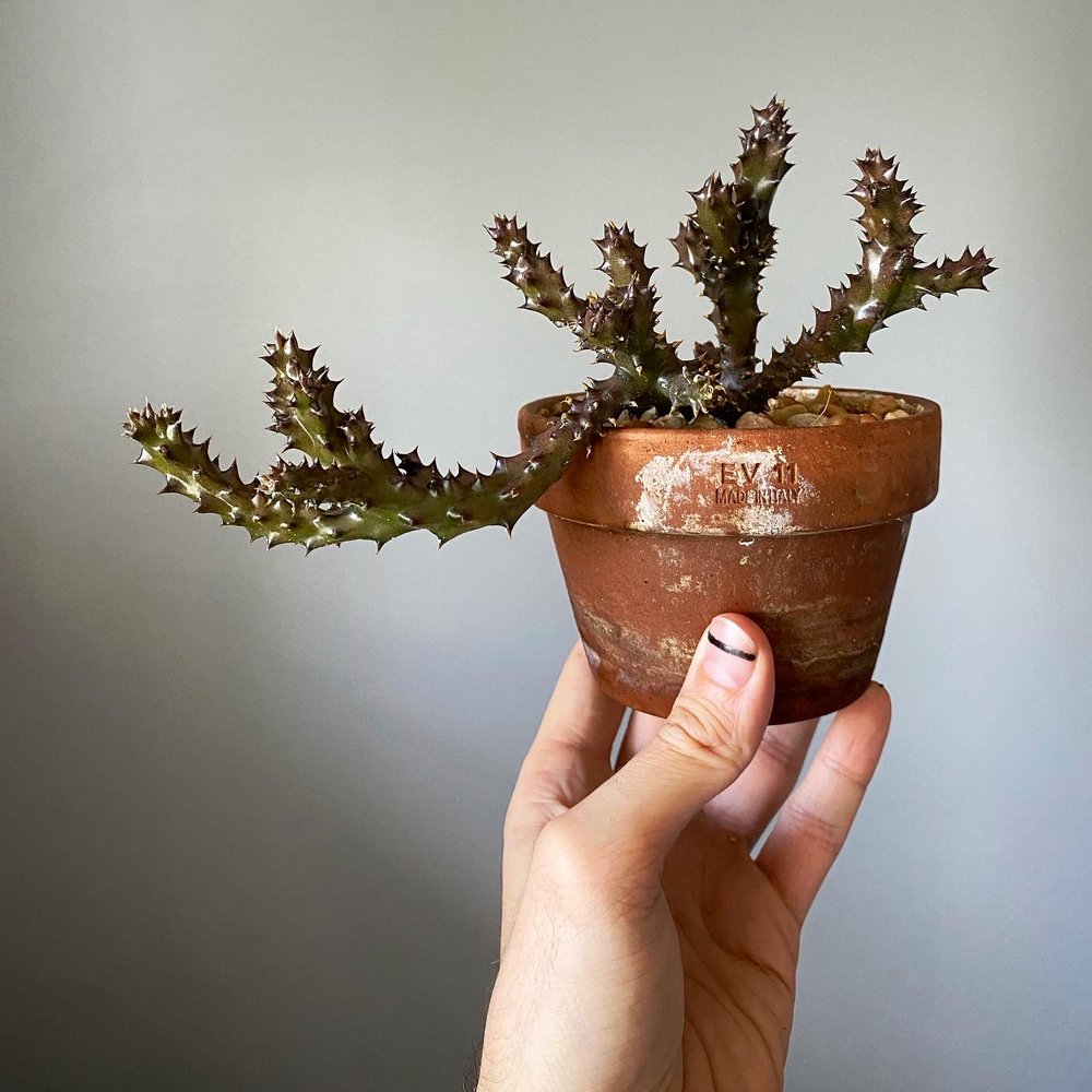 Edithcolea grandis Persian Carpet Flower Stapelia Stapeliad Succulent.JPG