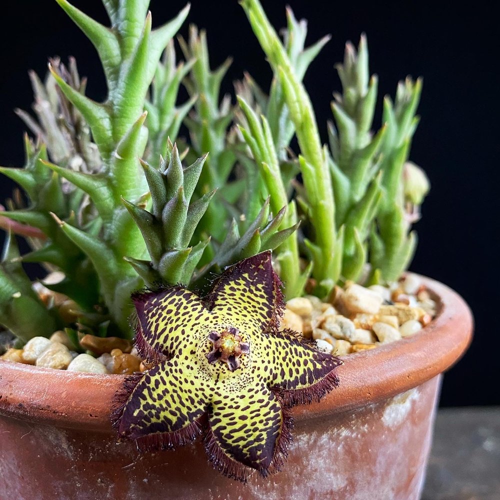 Orbea speciosa Stapelia Stapeliad Succulent Flower 01.JPG