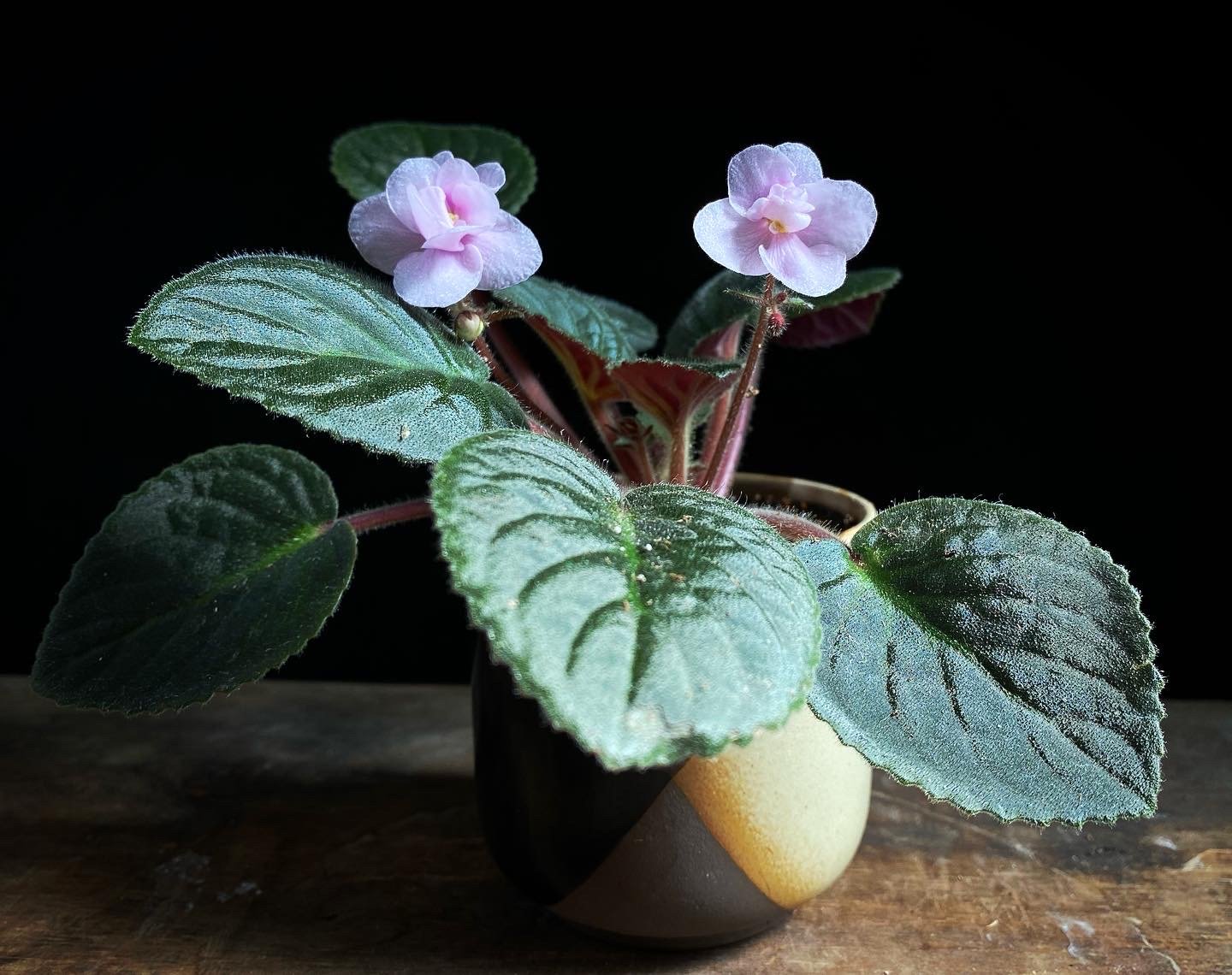 African Violet Chanticleer Streptocarpus Saintpaulia foliage plant pink flowers houseplant.JPG